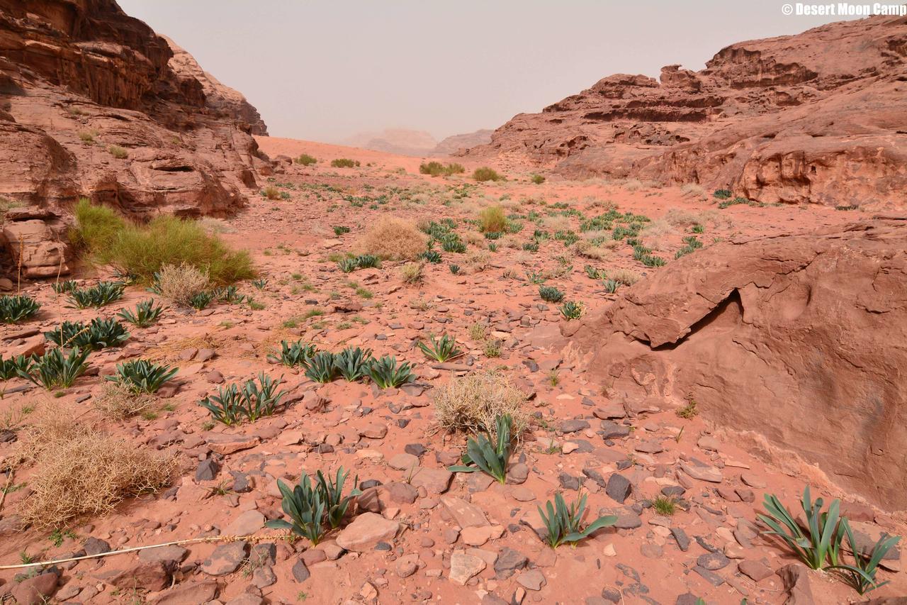 Desert Moon Camp Wadi Rum Exterior photo